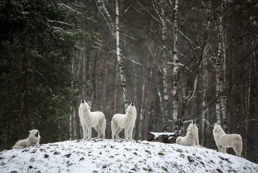 Pawsome Treats Wolves Howling