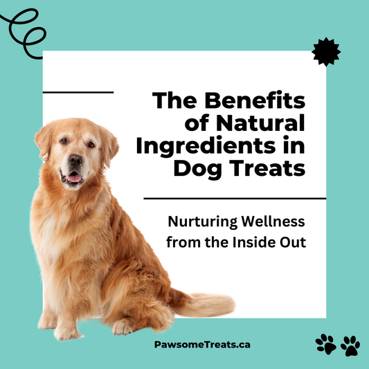 The Benefits of Natural Ingredients in Dog Treats
