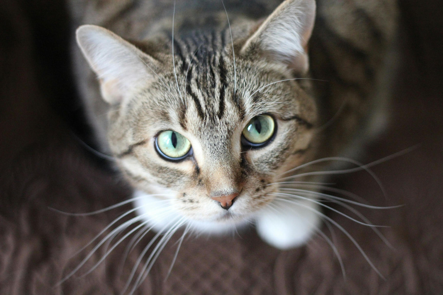 Cat Treats