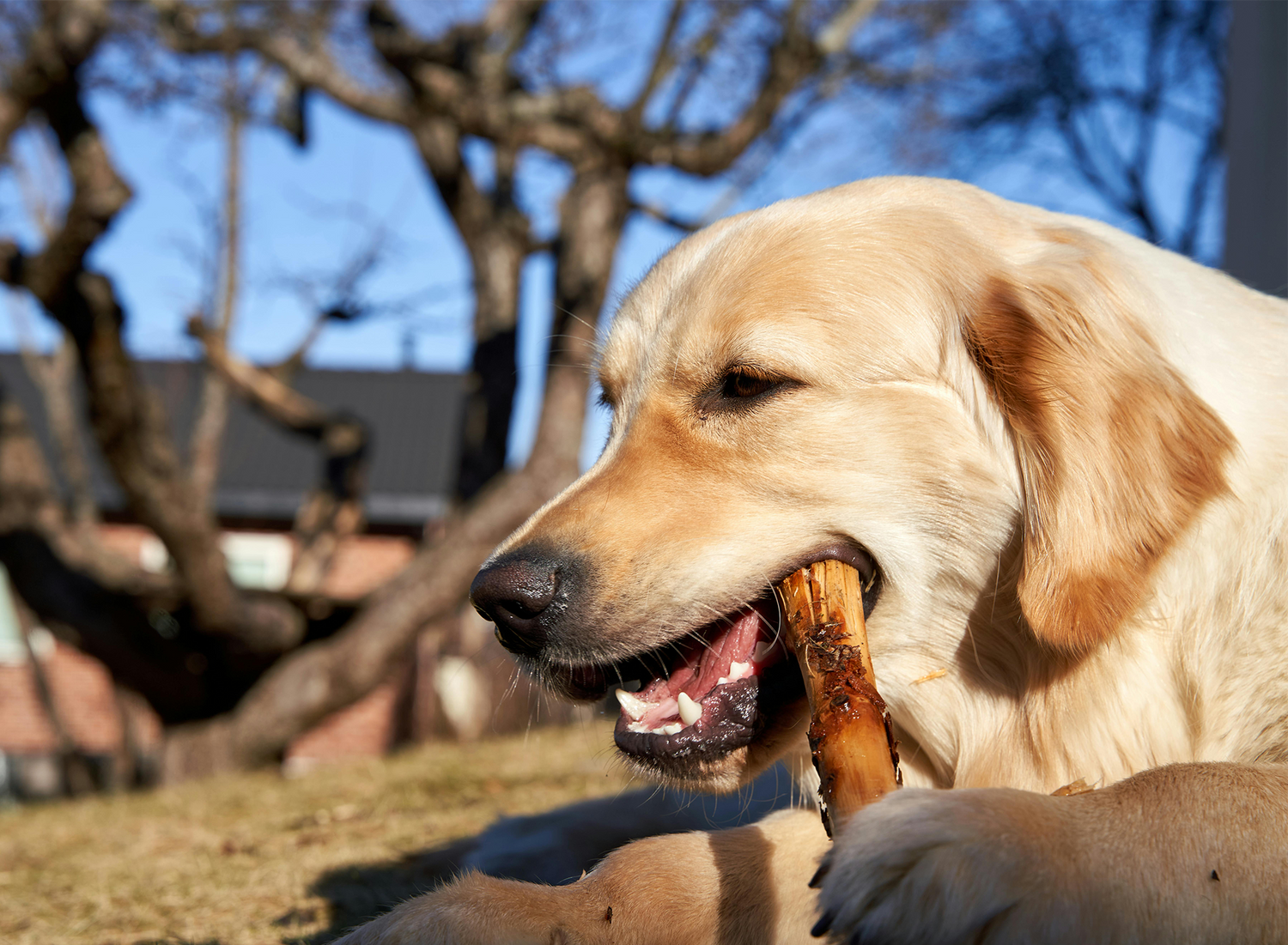 Dog Chews – Natural, Durable & Canadian-Made