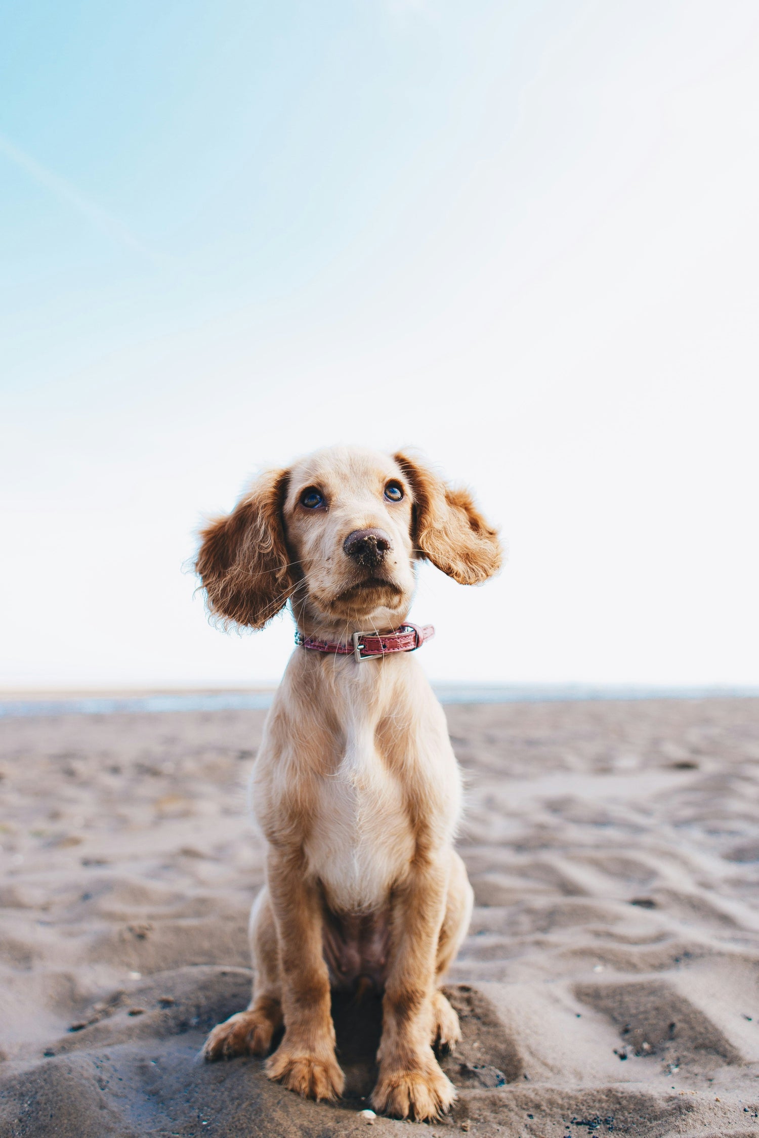 Dog Treats – Healthy, Single-Ingredient & Made in Canada